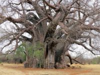 big-baobab