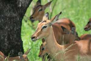 Een kudde sierlijke impala's is een lust voor het oog. Rank, slank en lenig zijn ze.