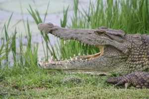 Een grote groep hongerige Krugerpark krokodillen doet zich tegoed aan een nijlpaarden karkas