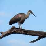 Dé plek voor bird watching in het Krugerpark is een zogenoemde 'hide'. Hiervan zijn er een groot aantal in het park te vinden. Ook Lake Panic hide is speciaal ingericht voor bird watchers. SX30, Kruger 25 jan. 2011 039