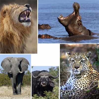 Krugerpark Afrika Wildlife