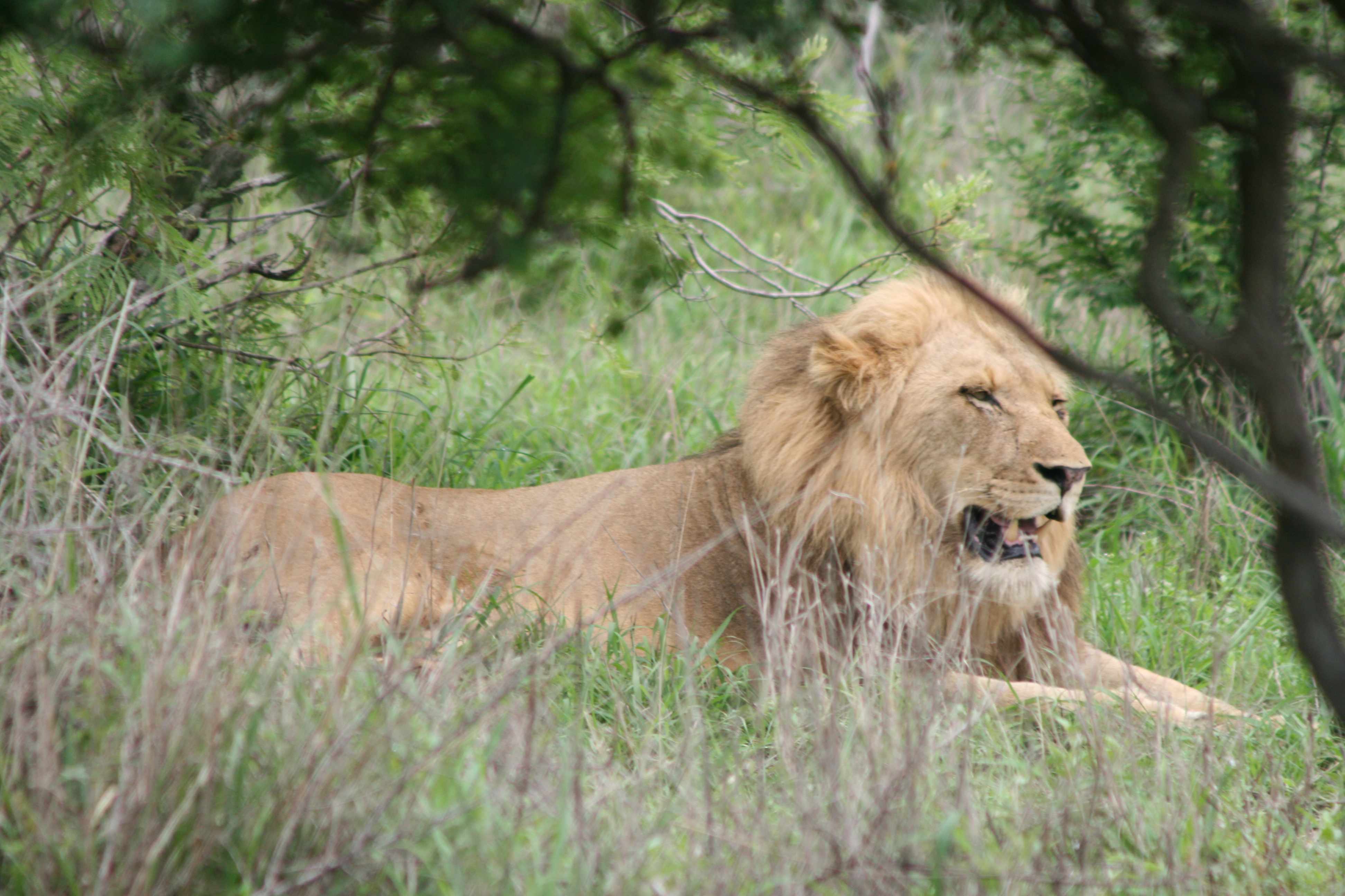 Hoeveel Gebied Heeft Een Leeuw Nodig Om Te Jagen