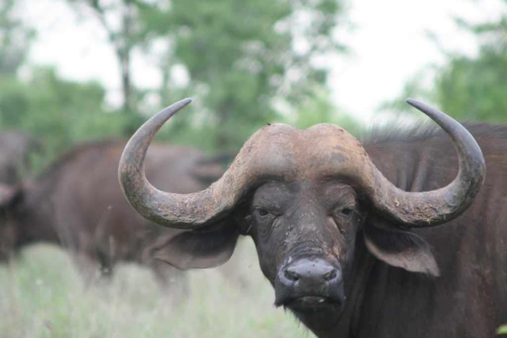 De Afrikaanse buffel wordt beschouwd als een van de gevaarlijkste dieren van Afrika. 