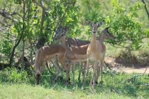 Overal rond kamp Pretoriuskop grazen drachtige gazellen-wijfjes. IMG_2860