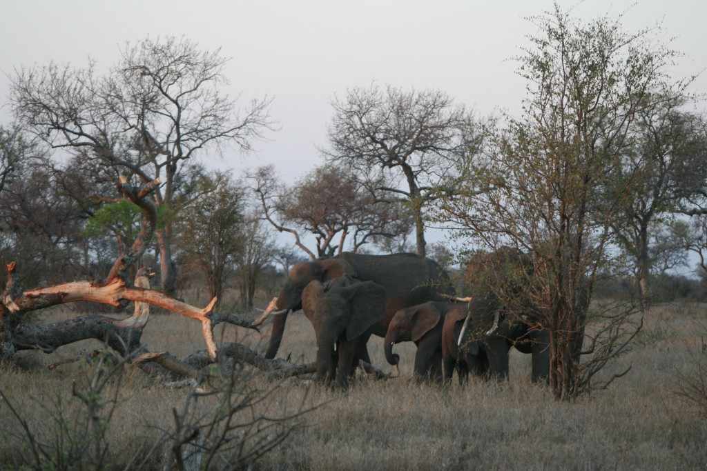 Vlak voor de ingang van ons Satara Kamp weer binnen staan een paar hongerige olifanten de bast van een omgevallen boom te pellen. IMG_2997