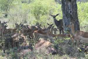Een kudde gazellen, waarvan een groot aantal wijfjes zwaar drachtig is, zoekt in de schaduw aan de Mahonie loop, bescherming tegen de middaghitte. IMG_3193