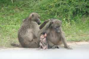 Op weg naar Merloth Parc zitten pa en ma baviaan elkaar rustig in een aandoenlijk tafereeltje langs de weg te vlooien. IMG_3274