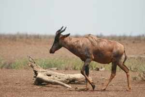 Tihongonyeni - De tsesseby of sassaby is een ondersoort van de lierantilope.