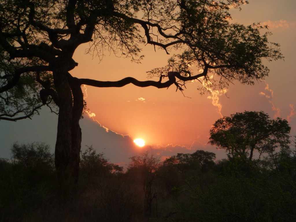 En in het Krugerpark gaat de zon achter ons weer majesteitelijk onder P1060982