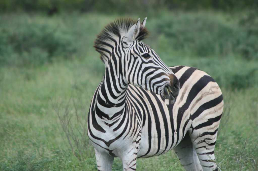 Links en rechts uitzonderlijke vogelsoorten, zebra's, kuddes antilopen en olifanten in de vrije Krugernatuur