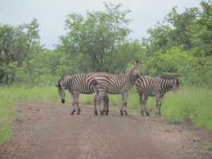 De term 'zebra-pad' kan niet toepasselijker zijn. 