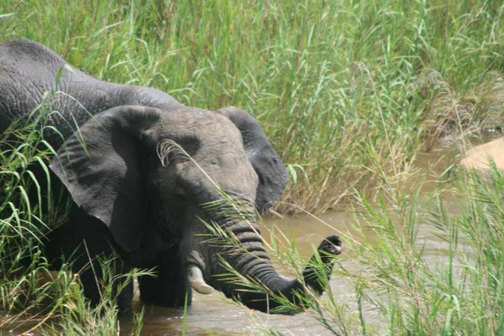 Direct bij de ingang van het Krugerpark worden we getrakteerd op badende olifanten in de Sabierivier. Kruger jan. 2011 - I - 009