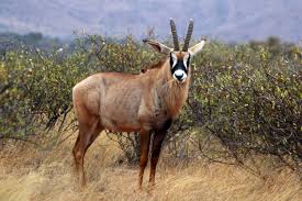 roan antilope download (1)