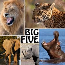 regionaal syndroom voorzichtig The big five, small- and ugly five – Krugerpark Wildlife Afrika Wilde  Dierenpark Natuur Safari