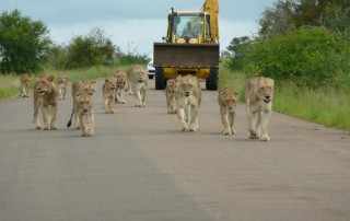 leeuwen laten zich niet hinderen door het werkverkeer op de H1-2