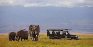 Het Amboseli ecosysteem is een natuurgebied in Kenia, dat door water van de Kilimanjaro gevoed wordt. Ambroseli tortilis-camp-game-drive-elephants1
