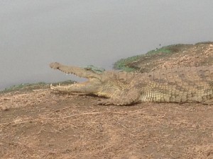 Krugerpark bush moment. Aan de oever van Sunset dam liggen een paar krokodillen zich op te warmen in de zon.