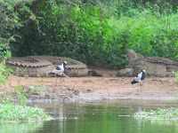 De nijlkrokodil is een van de gevaarlijkste soorten en verantwoordelijk voor honderden doden per jaar in Afrika.