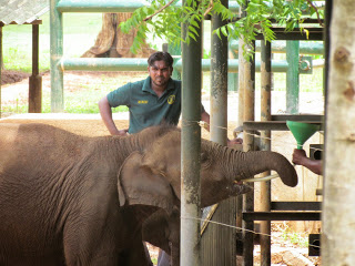 Het voeren van de olifanten is in het Elephant Transit Home - Udawalawe een top-attractie. Sri Lankezen zijn dol op hun olifanten.