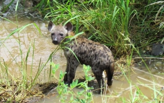 rechtstreekse Krugerberichten - een hyena-pup langs de kant van de weg