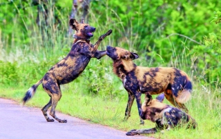 De wilde honden of hyenahonden zijn wilde hondachtigen uit de orde der roofdieren.