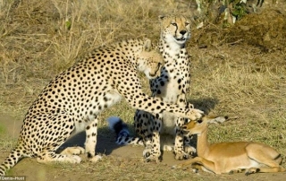bij de beesten af - Dennis Huot - cheetah's - Kenia