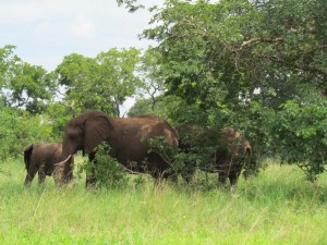 Chobe National Parc Wildlife Afrika olifanten in Chobe National Park