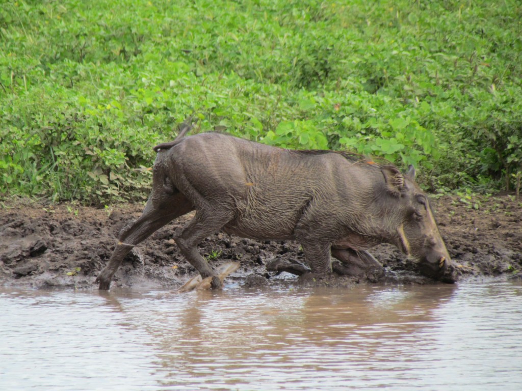 Chobe National Parc Wildlife Afrika knobbelzwijn op zijn knietjes