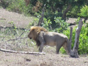 Kamp Mopani Krugerpark Cecil lion leeuwbuffels drinkwatertekort