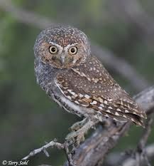 kabouter uil / elf owl