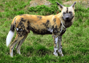painted dog conservation project