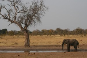 Hwange National Park Zimbabwe