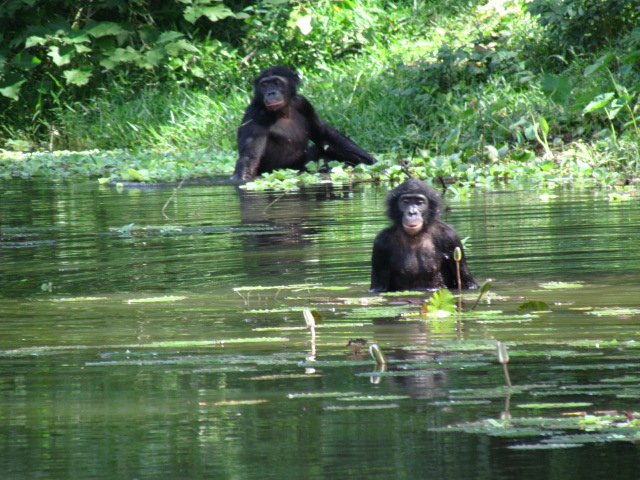De bonobo ontleent zijn naam aan het gebied, waarin hij voor het eerst werd aangetroffen. 