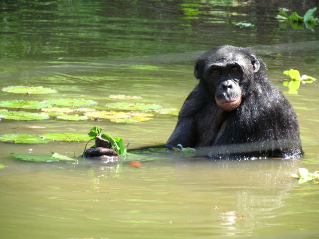 De bonobo ontleent zijn naam aan het gebied, waarin hij voor het eerst werd aangetroffen. 