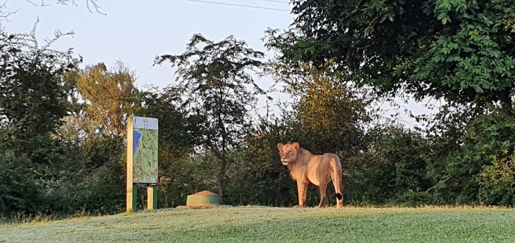 Krugerpark in corona tijd