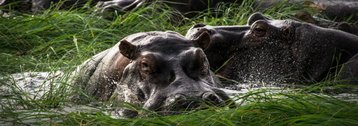 De Nijlpaarden Van Pablo Escobar – Krugerpark Wildlife Afrika Wilde ...